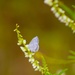 Fort McCoy supports 2024 butterfly field day for special group dedicated to natural resources care, management