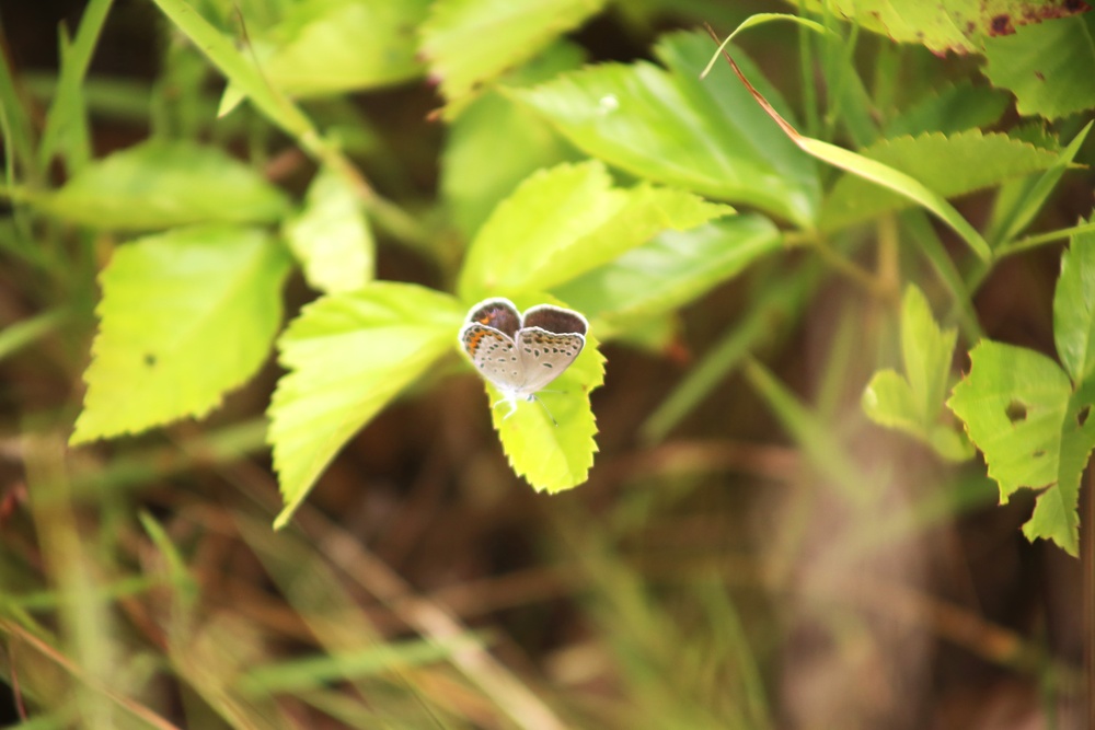 Fort McCoy supports 2024 butterfly field day for special group dedicated to natural resources care, management