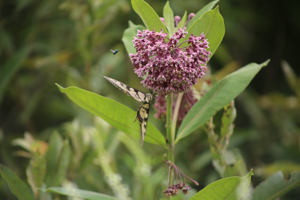 Fort McCoy supports 2024 butterfly field day for special group dedicated to natural resources care, management