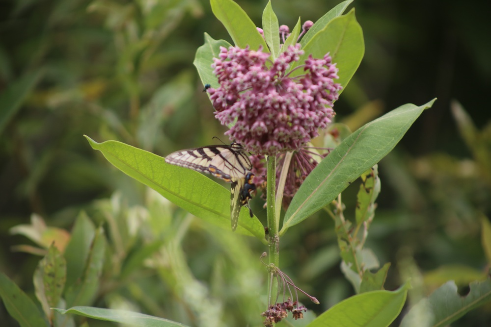 Fort McCoy supports 2024 butterfly field day for special group dedicated to natural resources care, management