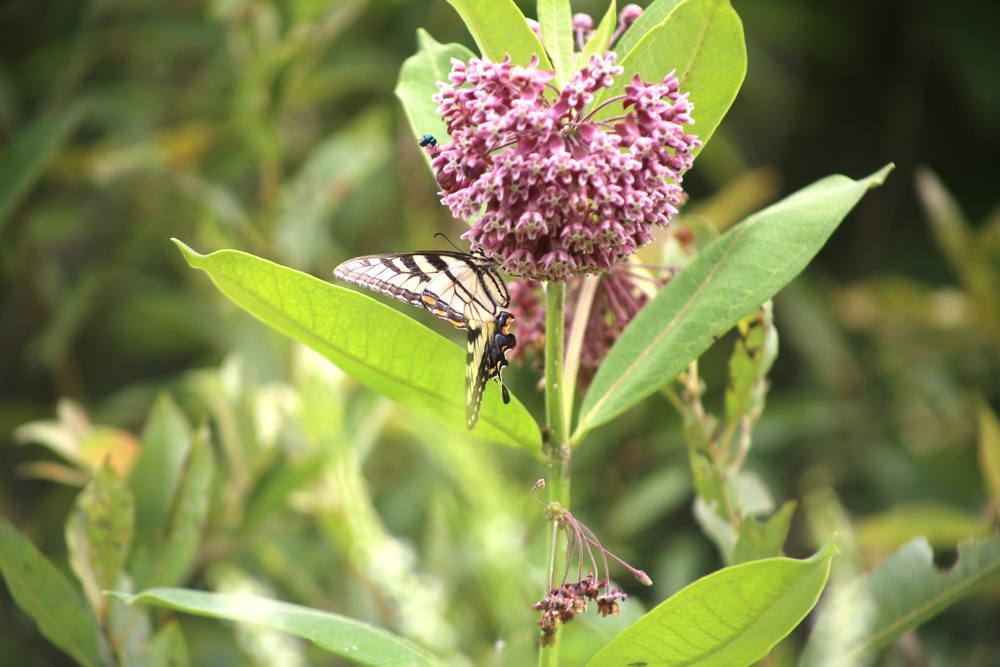 Fort McCoy supports 2024 butterfly field day for special group dedicated to natural resources care, management