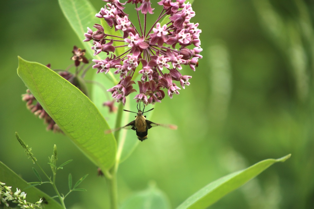 Fort McCoy supports 2024 butterfly field day for special group dedicated to natural resources care, management