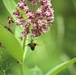 Fort McCoy supports 2024 butterfly field day for special group dedicated to natural resources care, management