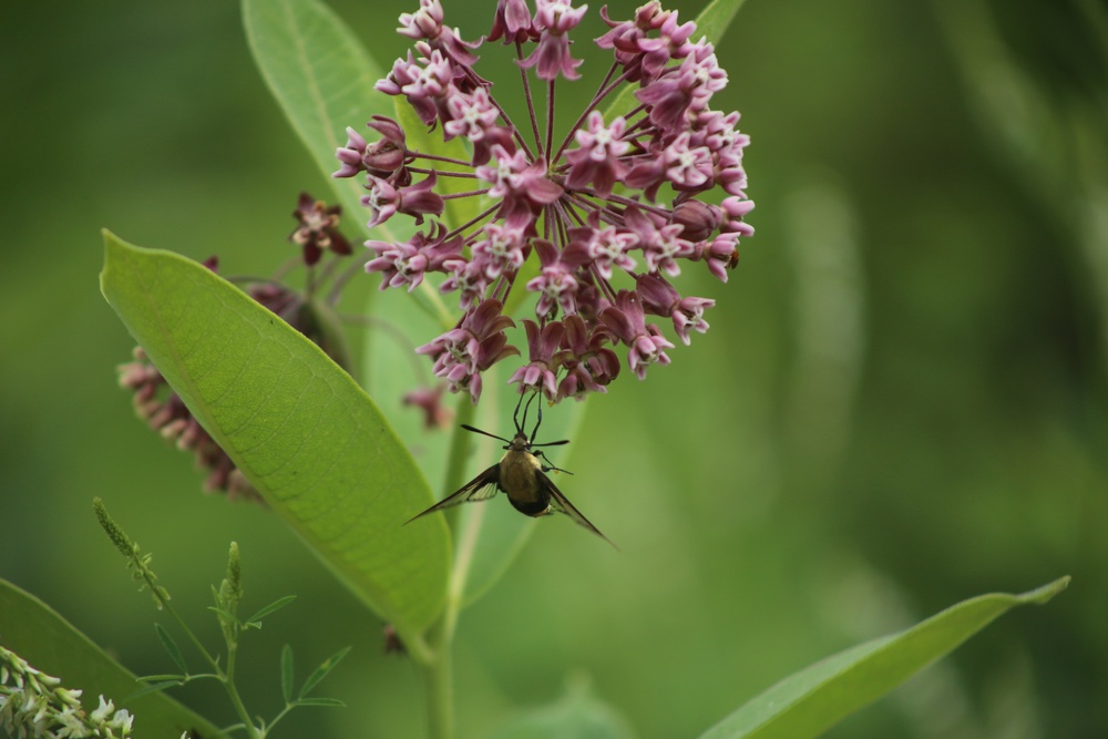 Fort McCoy supports 2024 butterfly field day for special group dedicated to natural resources care, management