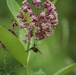 Fort McCoy supports 2024 butterfly field day for special group dedicated to natural resources care, management