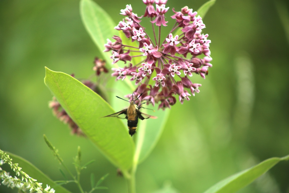 Fort McCoy supports 2024 butterfly field day for special group dedicated to natural resources care, management