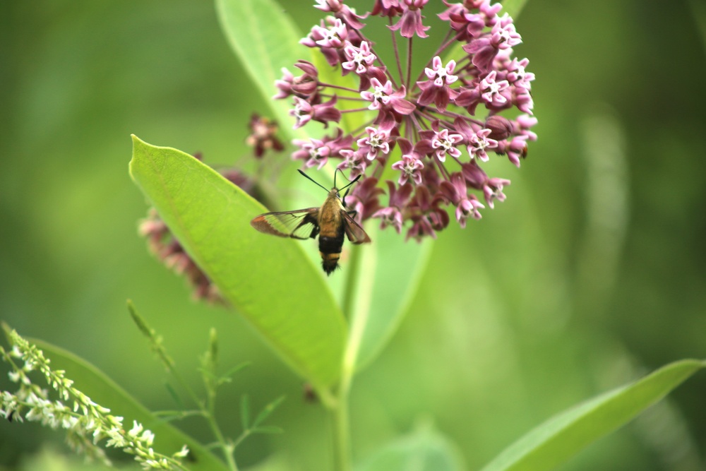 Fort McCoy supports 2024 butterfly field day for special group dedicated to natural resources care, management