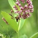 Fort McCoy supports 2024 butterfly field day for special group dedicated to natural resources care, management