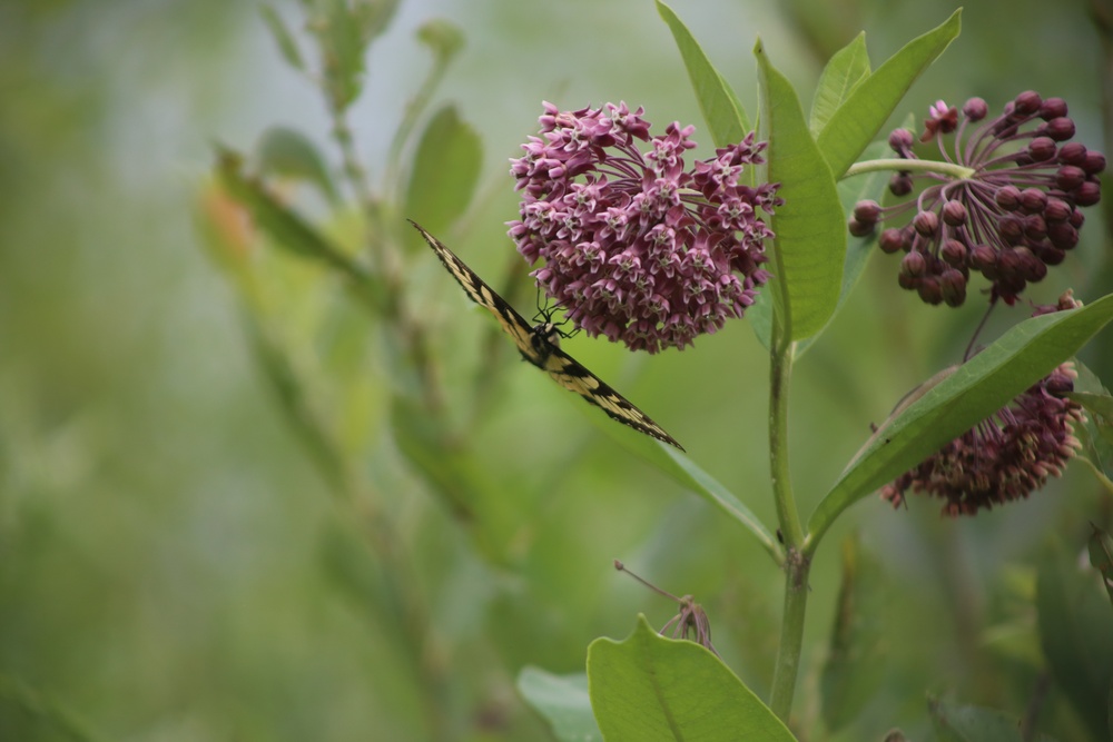 Fort McCoy supports 2024 butterfly field day for special group dedicated to natural resources care, management