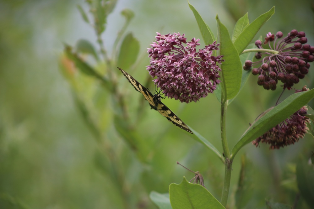 Fort McCoy supports 2024 butterfly field day for special group dedicated to natural resources care, management