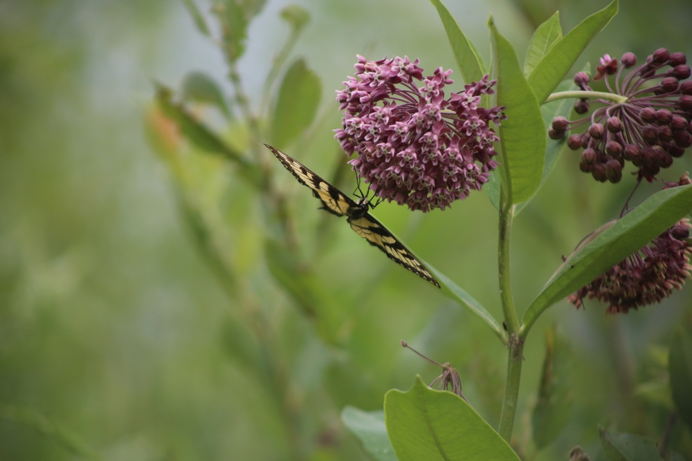 Fort McCoy supports 2024 butterfly field day for special group dedicated to natural resources care, management