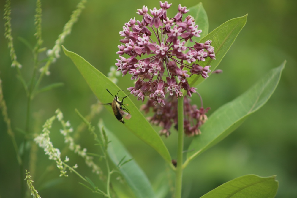 Fort McCoy supports 2024 butterfly field day for special group dedicated to natural resources care, management