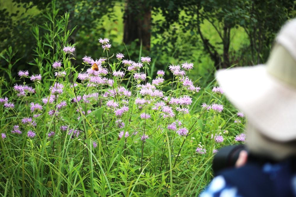 Fort McCoy supports 2024 butterfly field day for special group dedicated to natural resources care, management