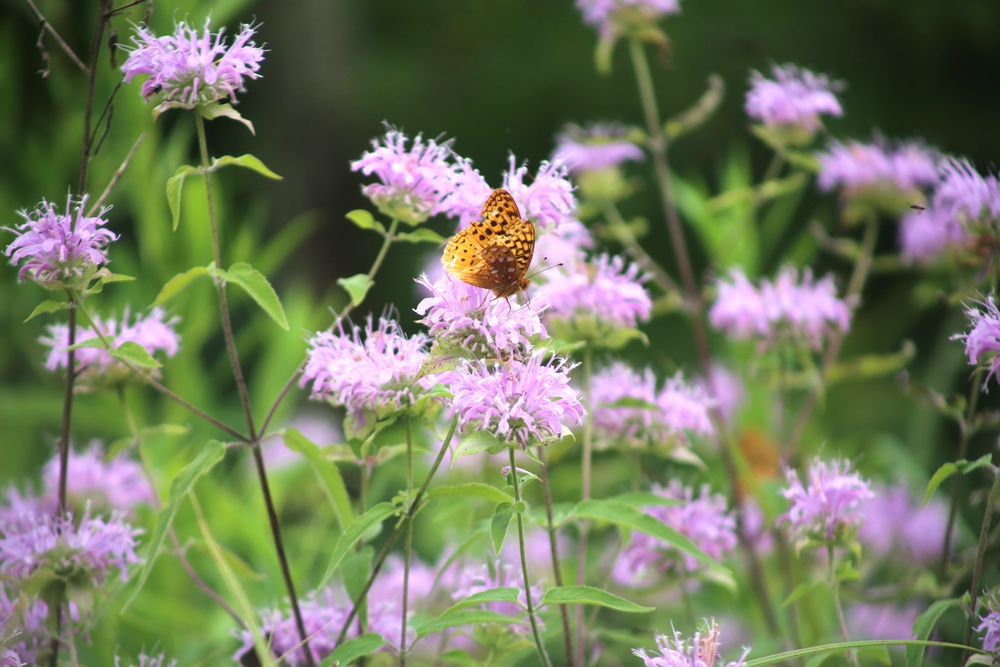 Fort McCoy supports 2024 butterfly field day for special group dedicated to natural resources care, management