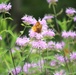 Fort McCoy supports 2024 butterfly field day for special group dedicated to natural resources care, management