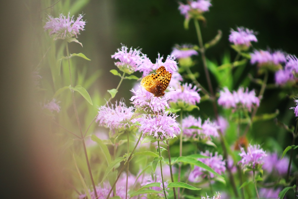 Fort McCoy supports 2024 butterfly field day for special group dedicated to natural resources care, management