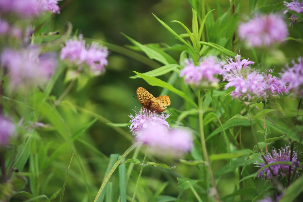 Fort McCoy supports 2024 butterfly field day for special group dedicated to natural resources care, management