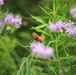 Fort McCoy supports 2024 butterfly field day for special group dedicated to natural resources care, management