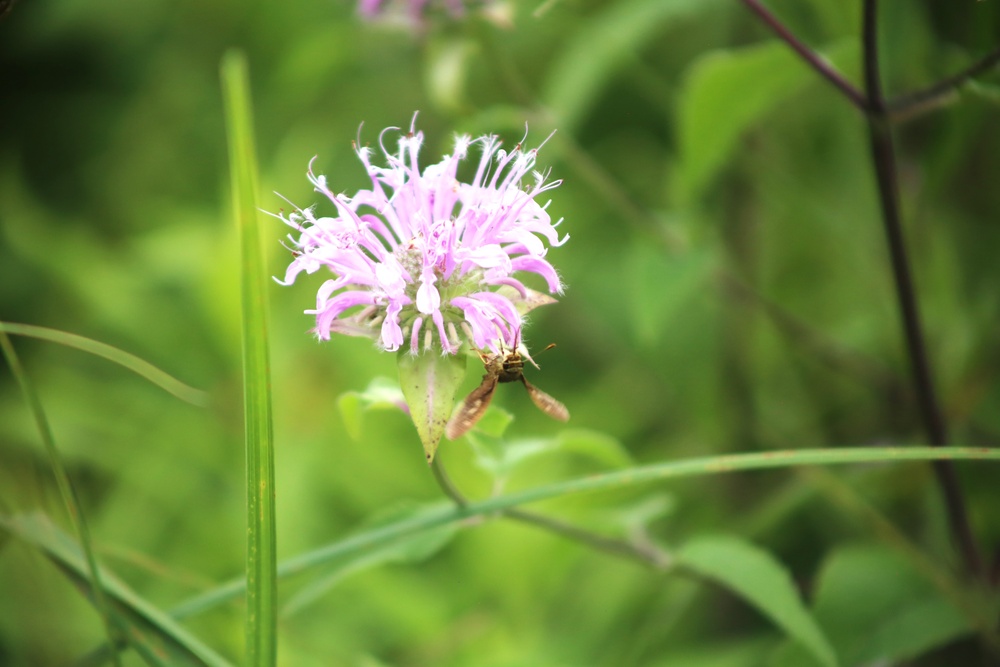 Fort McCoy supports 2024 butterfly field day for special group dedicated to natural resources care, management