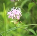 Fort McCoy supports 2024 butterfly field day for special group dedicated to natural resources care, management