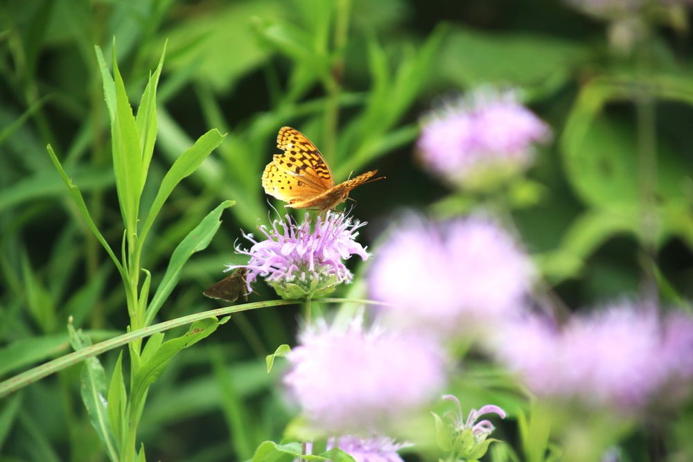 Fort McCoy supports 2024 butterfly field day for special group dedicated to natural resources care, management