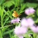 Fort McCoy supports 2024 butterfly field day for special group dedicated to natural resources care, management