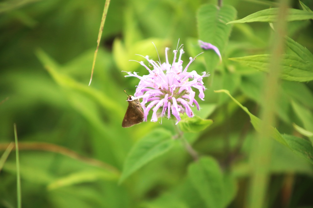 Fort McCoy supports 2024 butterfly field day for special group dedicated to natural resources care, management