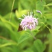 Fort McCoy supports 2024 butterfly field day for special group dedicated to natural resources care, management