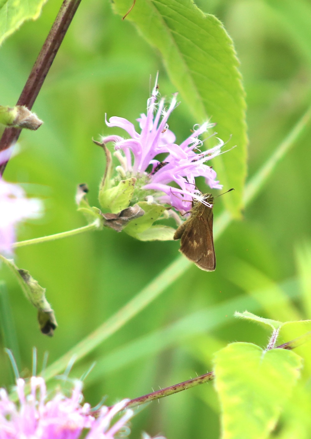 Fort McCoy supports 2024 butterfly field day for special group dedicated to natural resources care, management