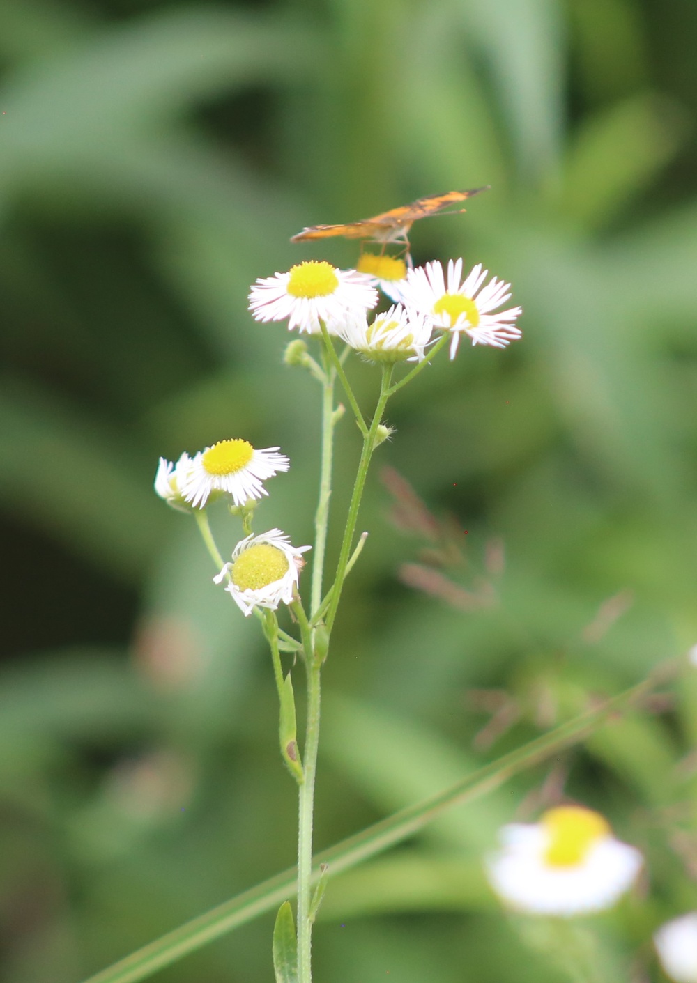 Fort McCoy supports 2024 butterfly field day for special group dedicated to natural resources care, management