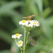 Fort McCoy supports 2024 butterfly field day for special group dedicated to natural resources care, management