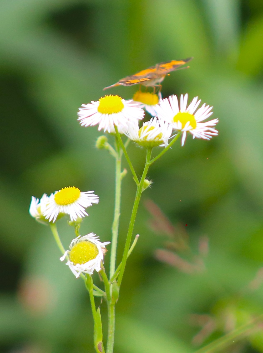 Fort McCoy supports 2024 butterfly field day for special group dedicated to natural resources care, management