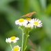 Fort McCoy supports 2024 butterfly field day for special group dedicated to natural resources care, management