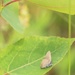 Fort McCoy supports 2024 butterfly field day for special group dedicated to natural resources care, management