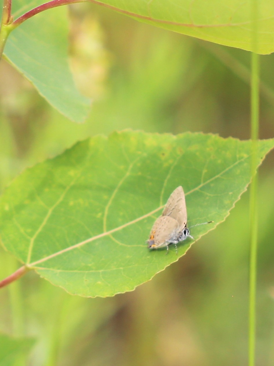 Fort McCoy supports 2024 butterfly field day for special group dedicated to natural resources care, management