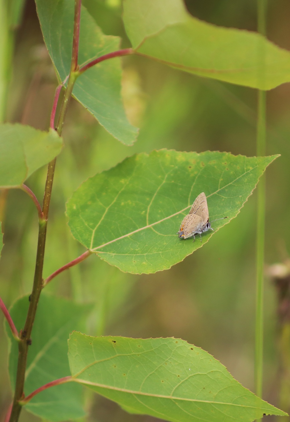 Fort McCoy supports 2024 butterfly field day for special group dedicated to natural resources care, management