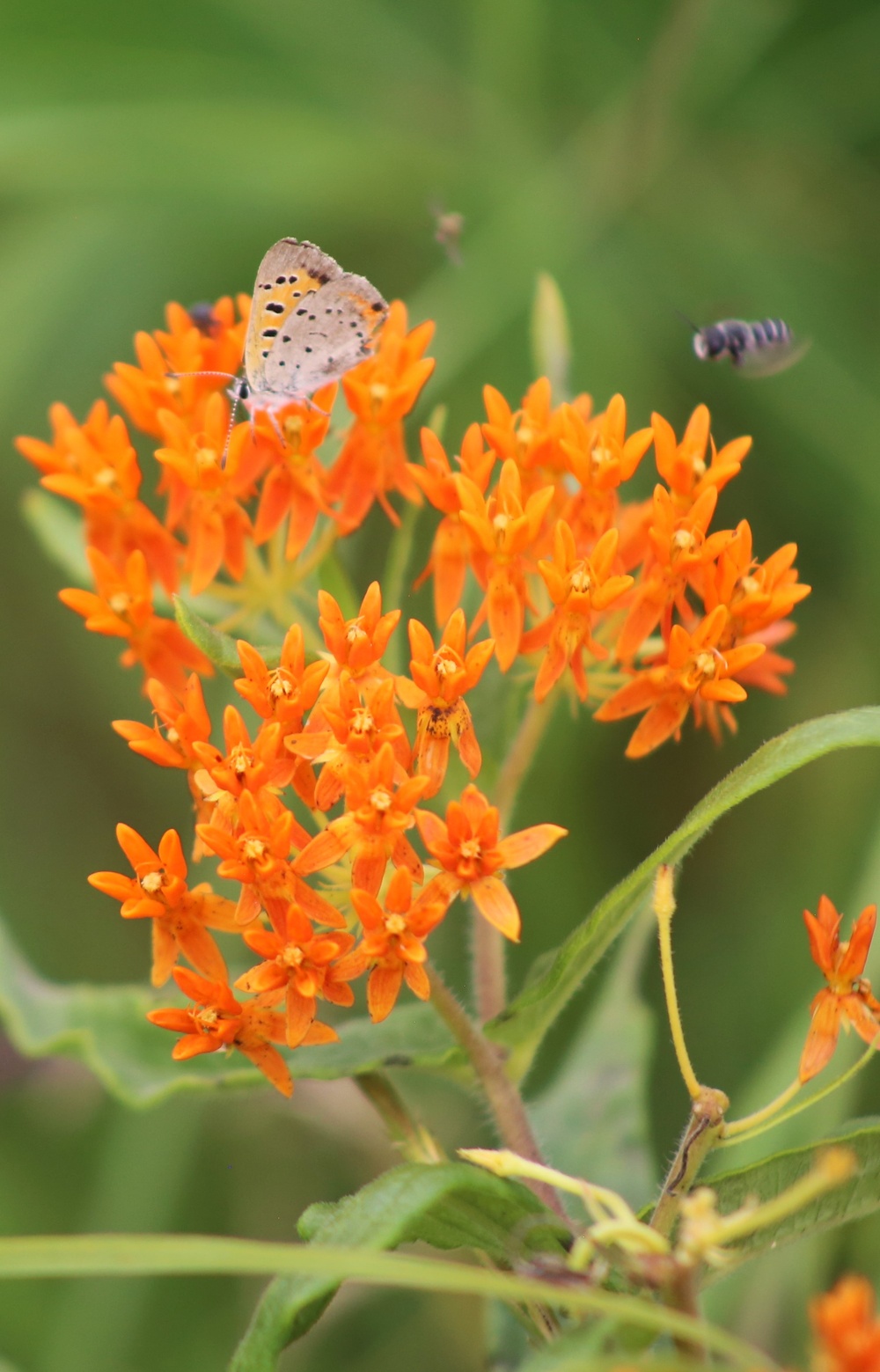 Fort McCoy supports 2024 butterfly field day for special group dedicated to natural resources care, management