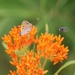 Fort McCoy supports 2024 butterfly field day for special group dedicated to natural resources care, management