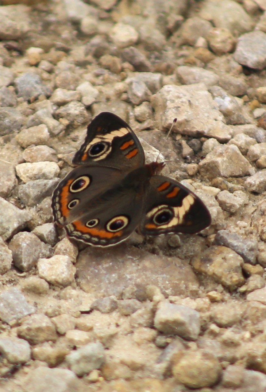 Fort McCoy supports 2024 butterfly field day for special group dedicated to natural resources care, management