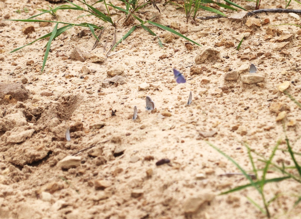 Fort McCoy supports 2024 butterfly field day for special group dedicated to natural resources care, management