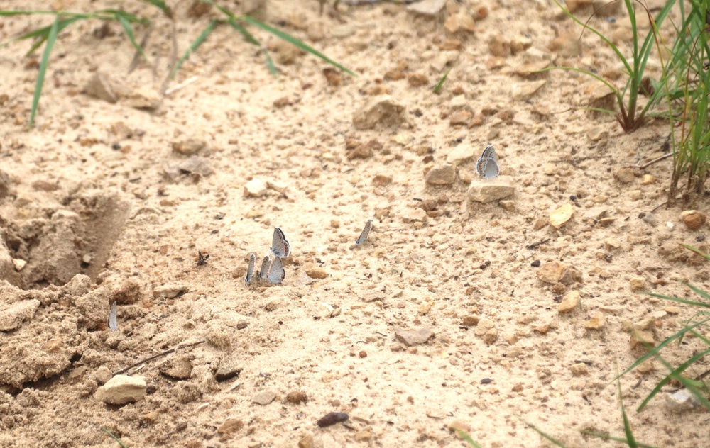 Fort McCoy supports 2024 butterfly field day for special group dedicated to natural resources care, management