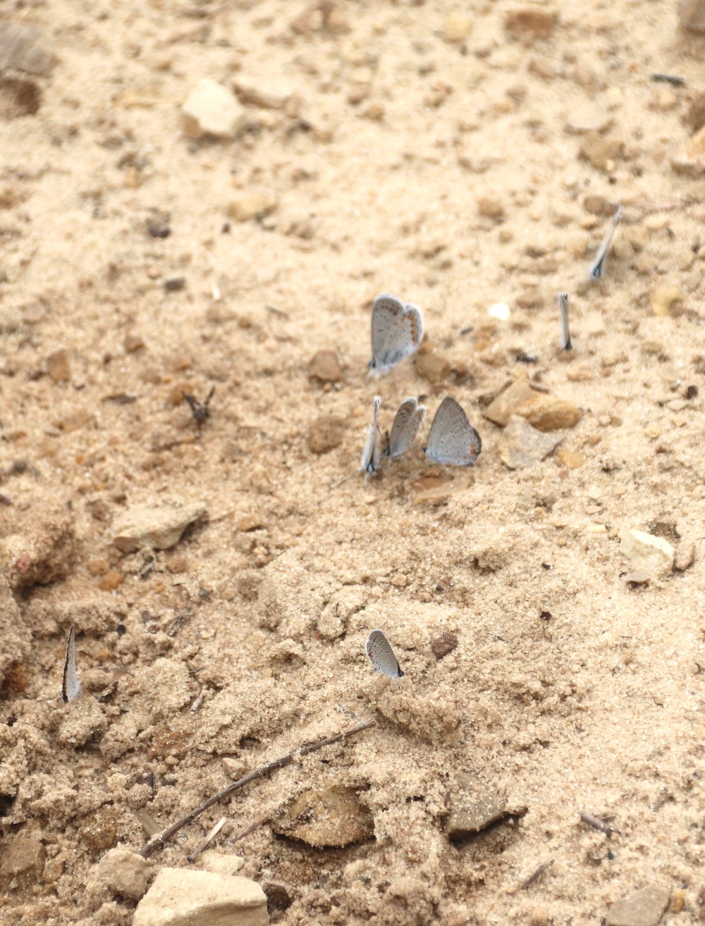 Fort McCoy supports 2024 butterfly field day for special group dedicated to natural resources care, management