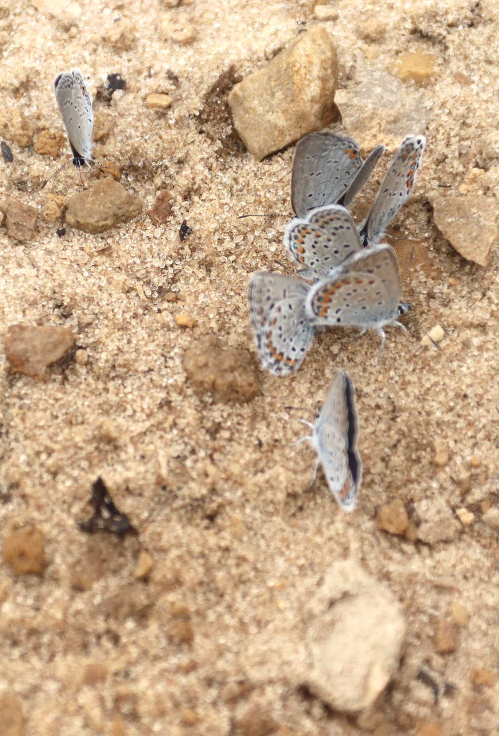 Fort McCoy supports 2024 butterfly field day for special group dedicated to natural resources care, management