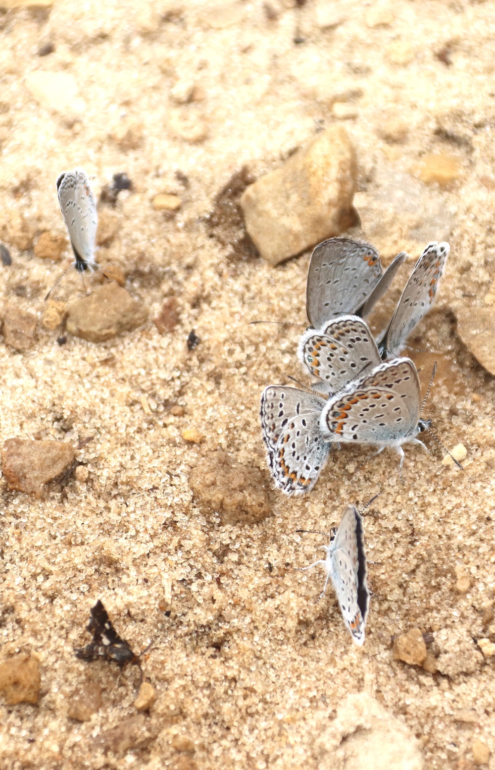 Fort McCoy supports 2024 butterfly field day for special group dedicated to natural resources care, management