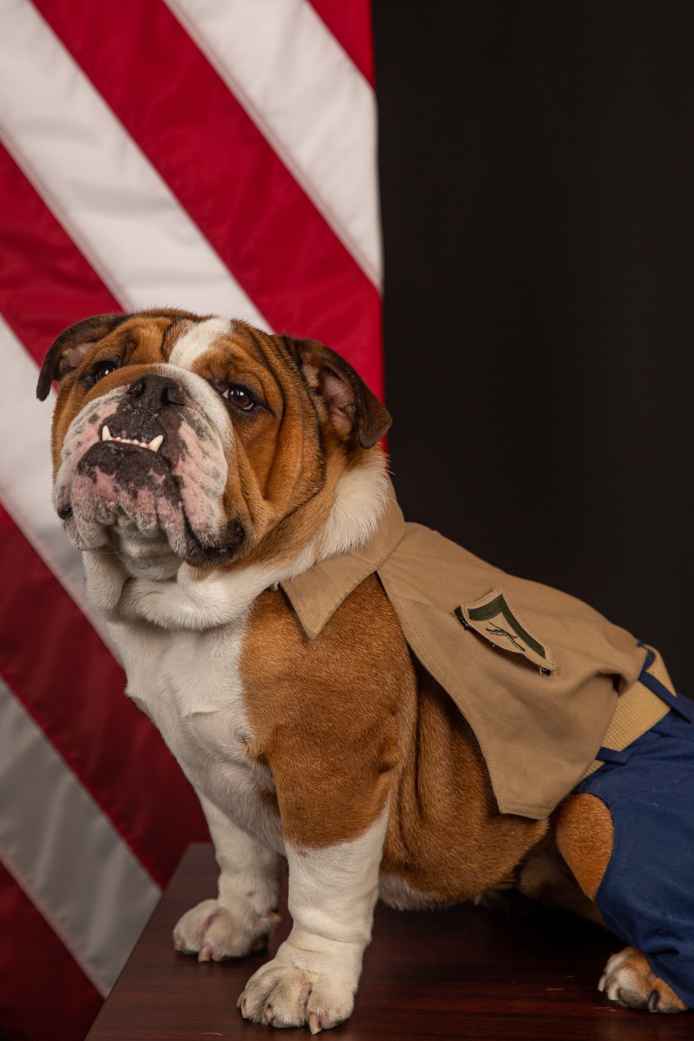 Lance Cpl. Bruno Official Photo