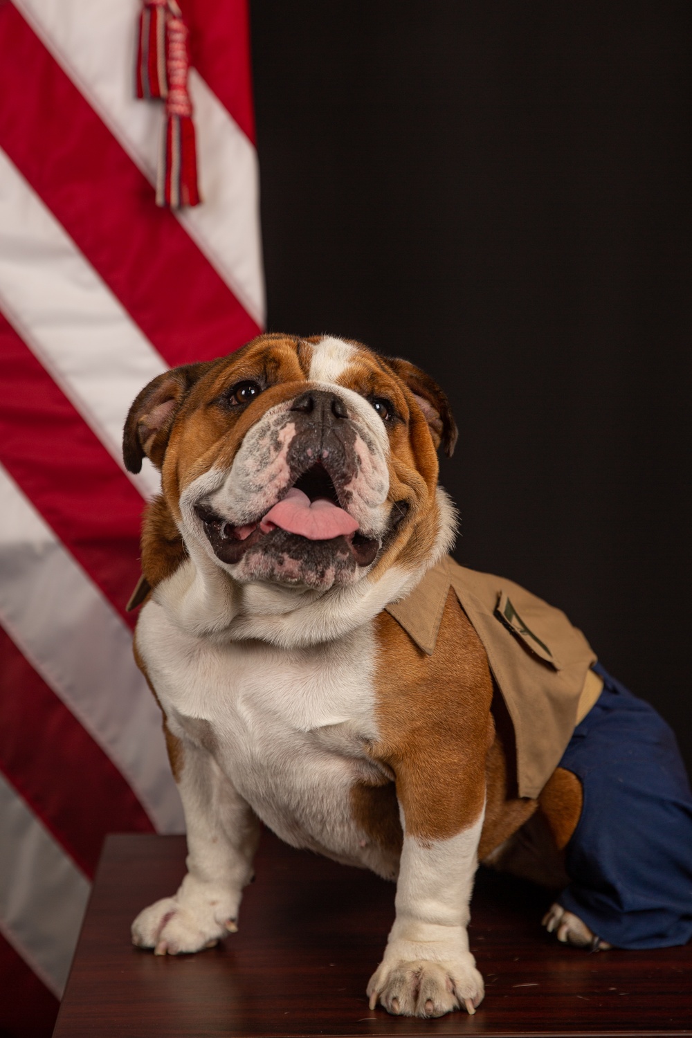 Lance Cpl. Bruno Official Photo