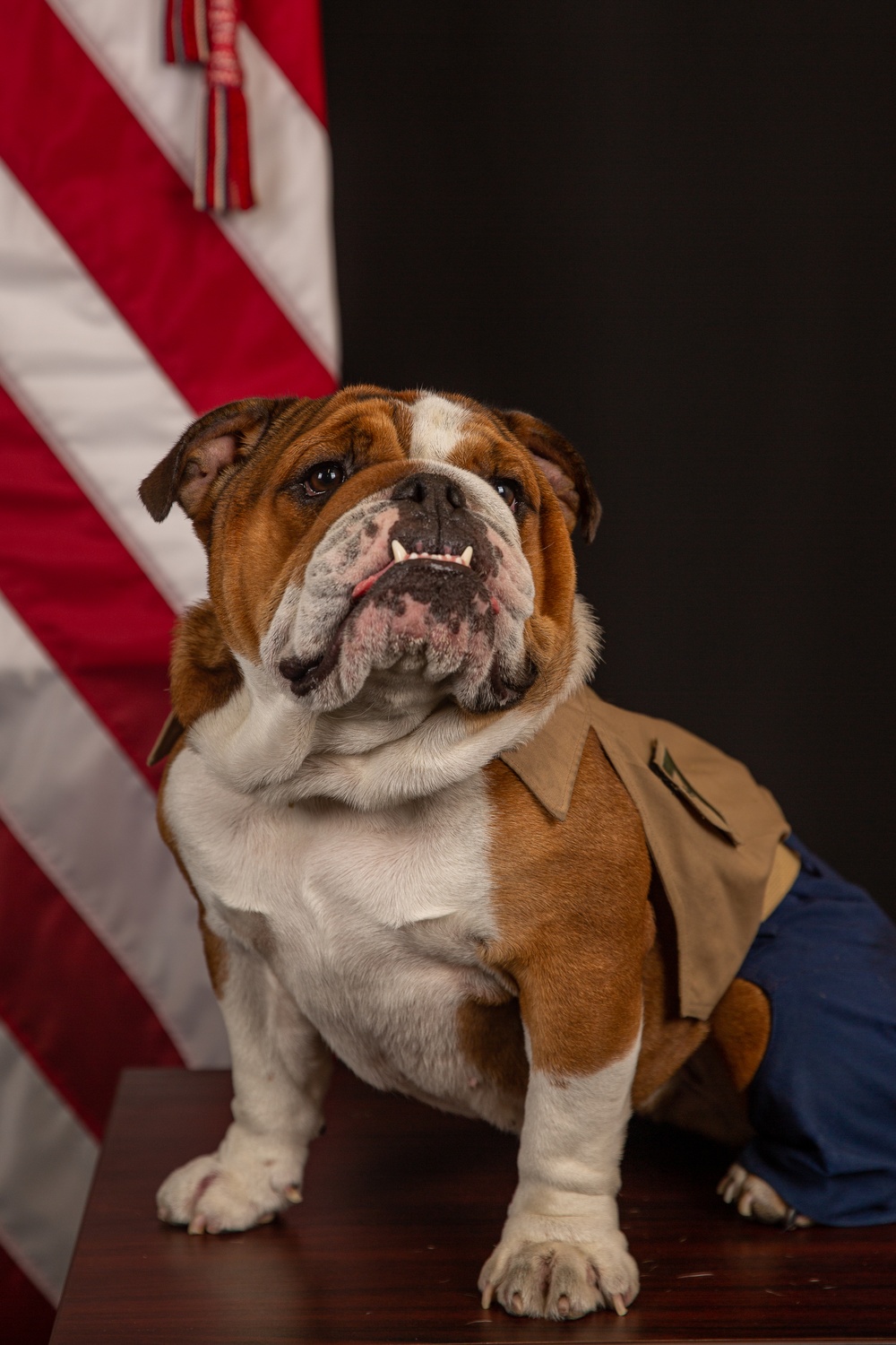 Lance Cpl. Bruno Official Photo