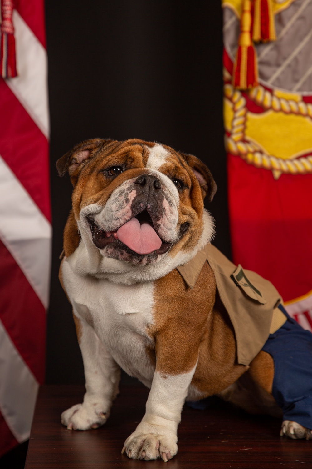 Lance Cpl. Bruno Official Photo