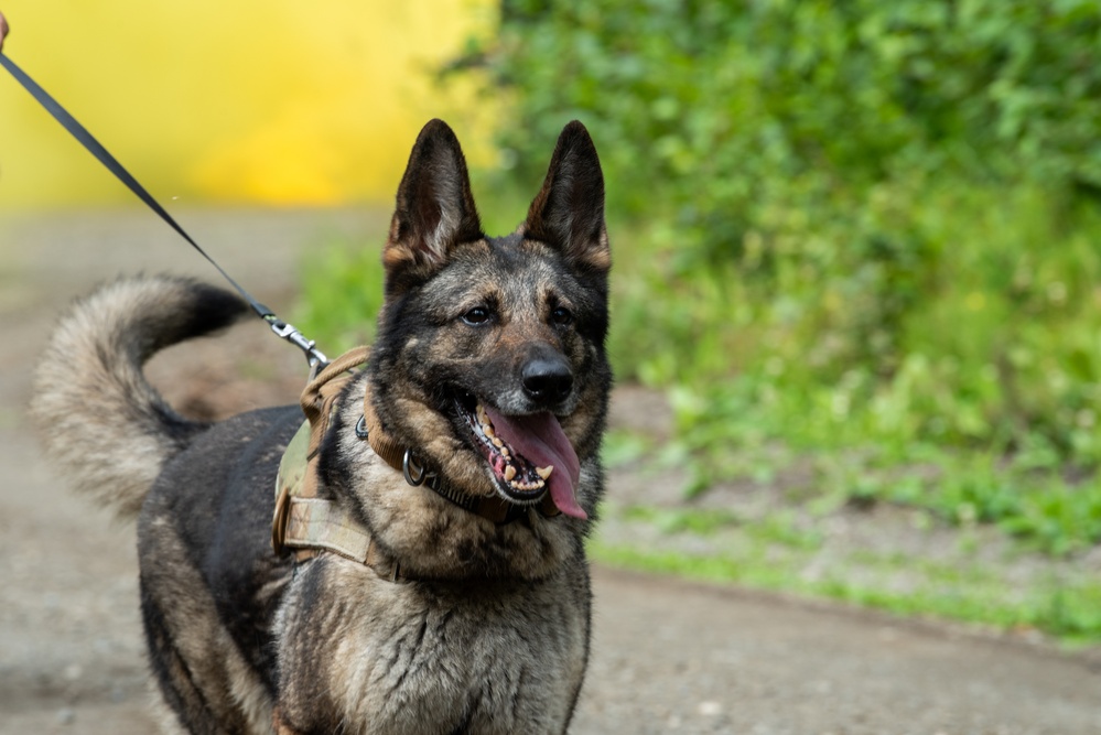 JBER provides K9 TCCC training for military, non-military service dogs