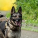 JBER provides K9 TCCC training for military, non-military service dogs